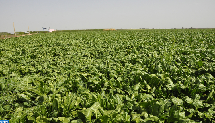 بني ملال-خنيفرة : أزيد من ألفي هكتار حجم المساحة المزروعة بالخضراوات