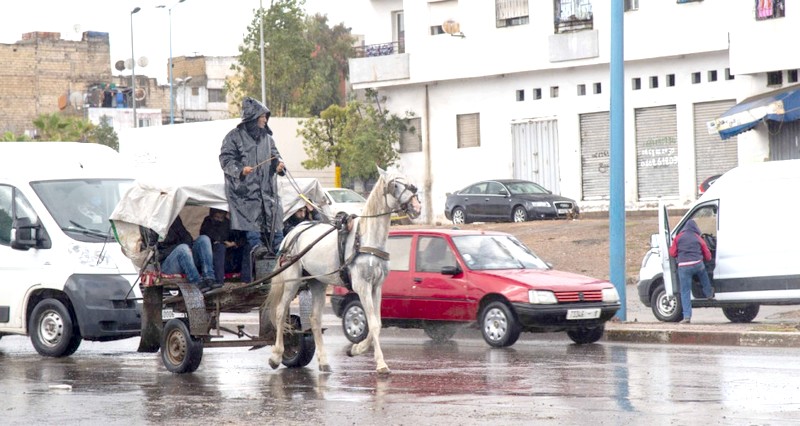 الدار البيضاء .. تفاصيل مشروع  قرار منع العربات المجرورة بالدواب