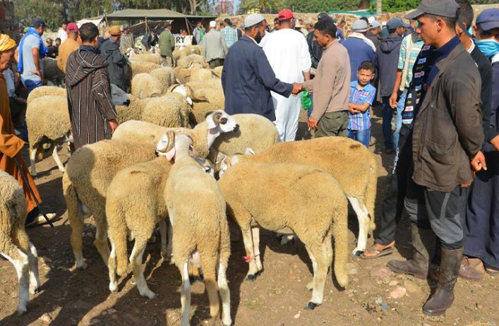الحكومة تتخذ مجموعة من الإجراءات لخفض أسعار أضاحي العيد!