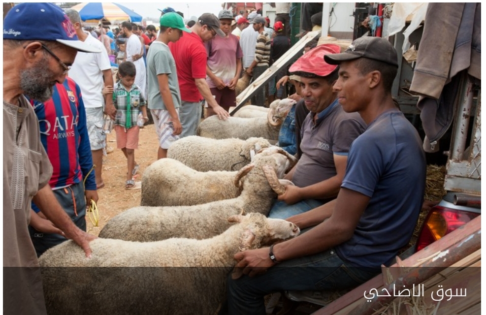عرض الأضاحي بجهة الشرق.. أسعار مختلفة ومرتبطة بنوعية السلالة والتسمين