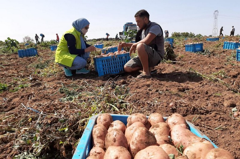 لأول مرة.. تقديم دعم لإنتاج سلاسل البصل والبطاطس والطماطم