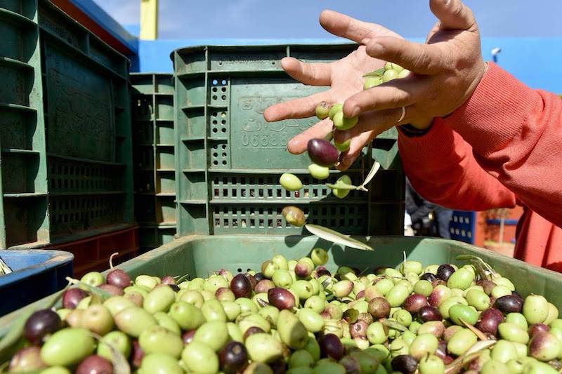 إنتاج الزيتون بالجهة الشرقية.. أحوال الطقس أثرت بشكل كبير على كمية المحصول