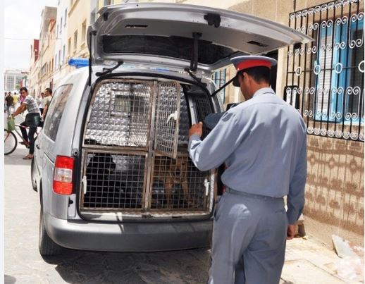 الدرك الملكي يستمع لسيدة ظهرت في فيديو منتشر على مواقع التواصل الاجتماعي وهي ترضع الكلاب