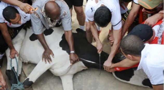 غرائب كان 2023…منتخب يلجأ إلى ذبح عجل ويوزع لحمه على الفقراء لطرد “النحس”