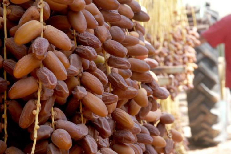 المغرب يضطر الى استيراد أكثر من 132 الف طن من التمور لتلبية الحاجيات في رمضان المقبل