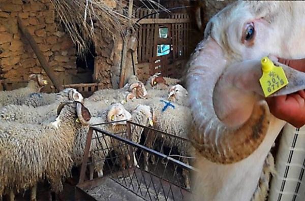 “الأونسا” توصي المغاربة باقتناء أضاحي تحمل حلقات على أذنها.