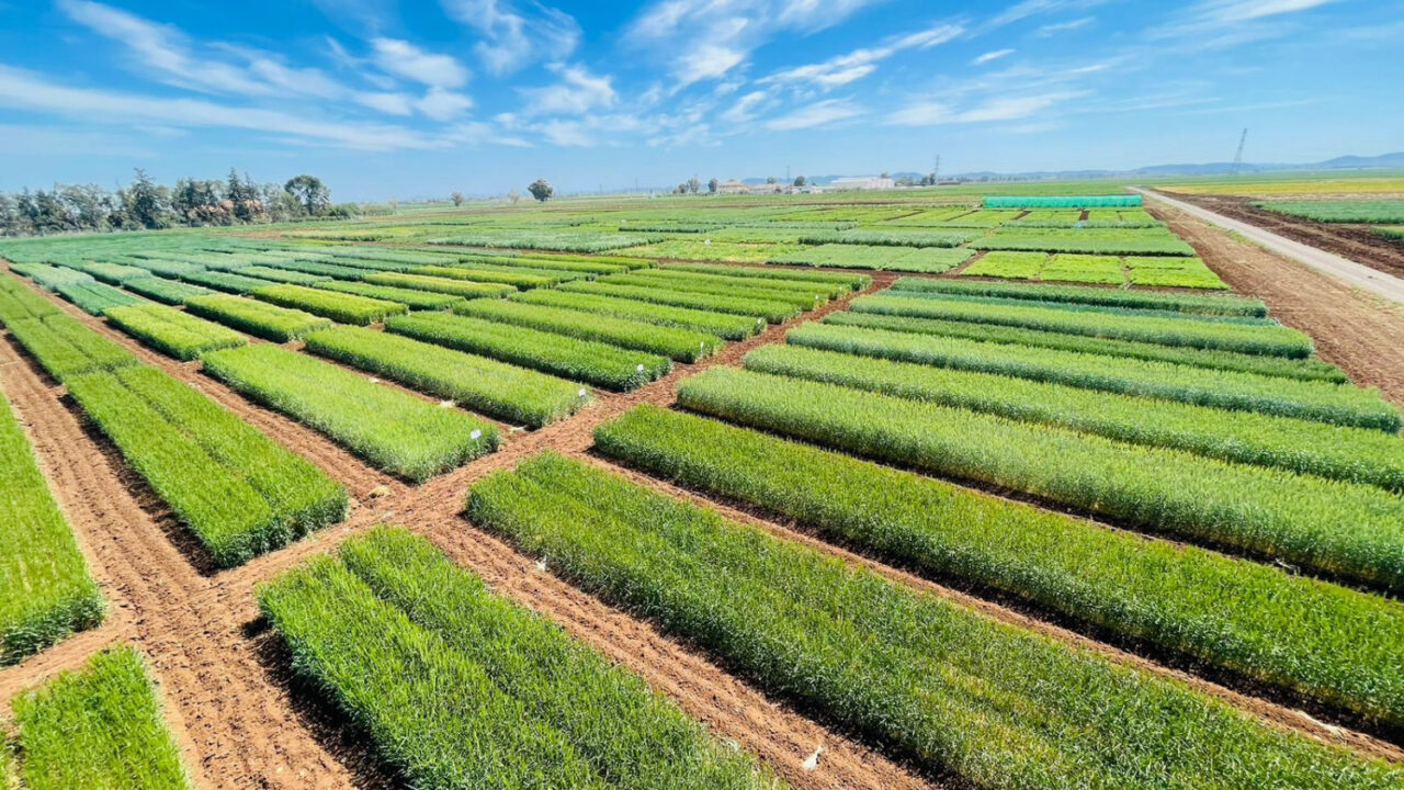 المغرب.. اختبار بذور مقاومة للجفاف وذات مردودية عالية