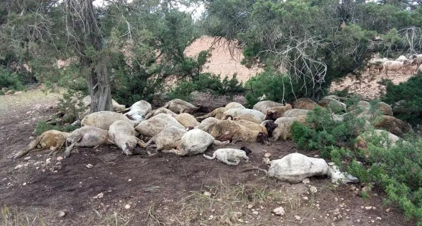 نفوق أزيد من 54 رأسا من الغنم وخسائر في حقول الفلاحين بصفرو بسبب صاعقة رعدية