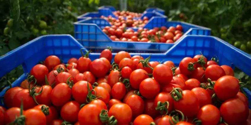 أسعار الطماطم تتراجع بالأسواق المغربية ومهني يوضح