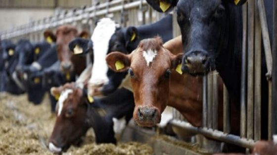 الجمارك تفرج عن 3000 رأس من العجول بعد تطبيق القانون وضبط التجاوزات