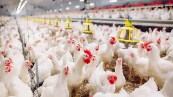 أسعار الدجاج تواصل الارتفاع لتصل إلى 20 درهما للكيلوغرام.