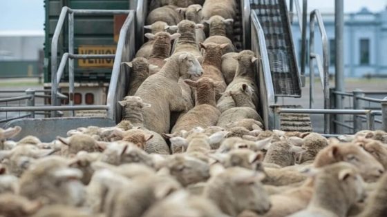 المغرب يعزز شراكته مع أستراليا لاستيراد المواشي وتطوير الأمن الغذائي