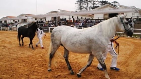 تفاصيل إدانة مسؤولين أمنيين تورطوا في استيراد 21 حصانا مريضا بـ 50 مليونا لكل واحد