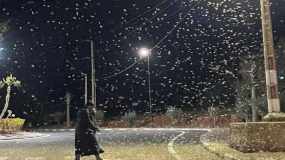 أسراب الجراد التي تم رصدها بجنوب شرق المغرب محدودة العدد، وفي نطاق محصور، والوضع البيئي تحت السيطرة.