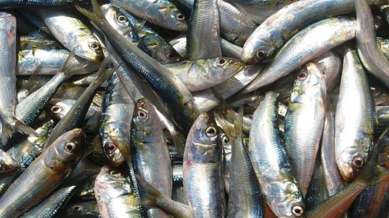 مجلس المنافسة يفتح تحقيقا في وجود محتمل لممارسات منافية للمنافسة في سوق توريد السردين الصناعي. ‎