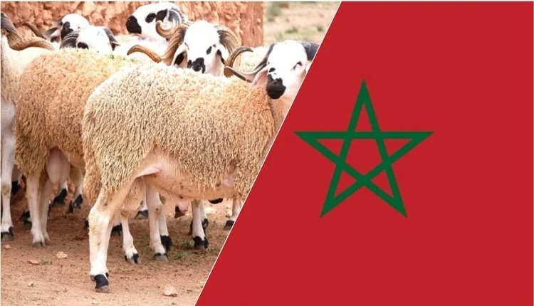 حقيقة ما يُروّج حول “غرامة ذبح الأضحية يوم عيد الأضحى” في المغرب