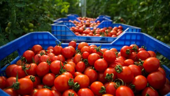 الطماطم المغربية تثبت سلامتها وجودتها