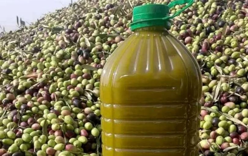 فضيحة مبيدات في الزيتون المغربي تطيح بشحنة مُصدّرة إلى فرنسا وتدق ناقوس الخطر حول منظومة المراقبة الفلاحية