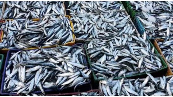 تقييد تصدير السردين إجراء مؤقت لتأمين تموين السوق الوطنية وضمان استدامة الثروة السمكية