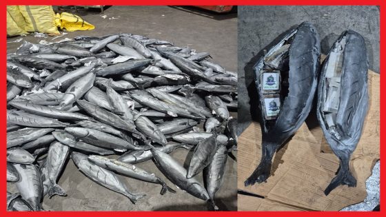 ضربة أمنية موجعة لشبكات التهريب الدولي: حجز أطنان من الشيرا بميناء طنجة المتوسط وإحباط مخطط محكم التمويه