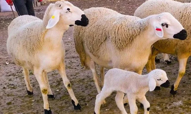 انطلاق مراقبة القطيع الوطني تمهيدا لصرف الشطر الثاني من الدعم للفلاحين